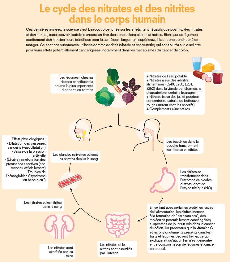 Le cycle des nitrates et des nitrites dans le corps humain